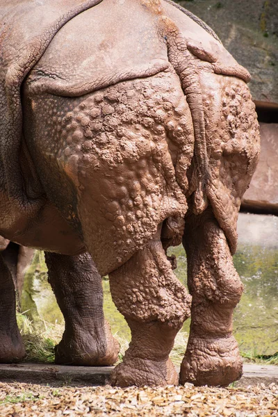 Vista trasera del rinoceronte indio (Rhinoceros unicornis ) — Foto de Stock