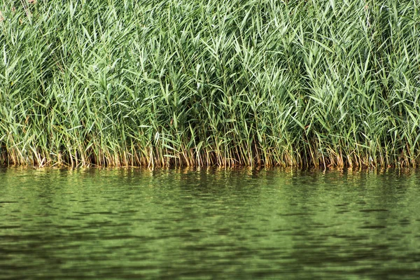 Krásné zelené rákosí na břehu jezera — Stock fotografie