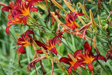 Güzel kırmızı lily çiçek