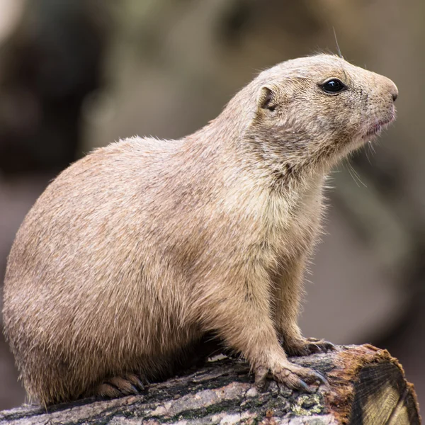 Portrait of  the Black-tailed prairie dog — Stock Photo, Image