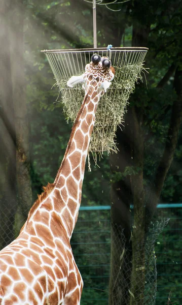 Nätstruktur giraff utfodring hö — Stockfoto