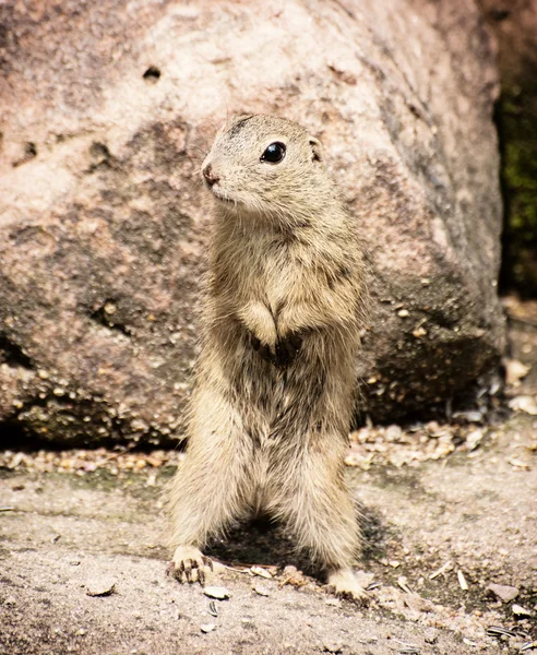 The European ground squirrel — Stock Photo, Image