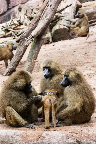 Guiné família de babuínos — Fotografia de Stock