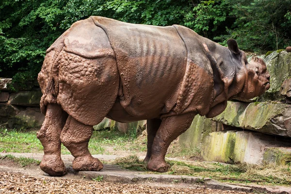 Vista laterale del rinoceronte indiano (Rhinoceros unicornis ) — Foto Stock