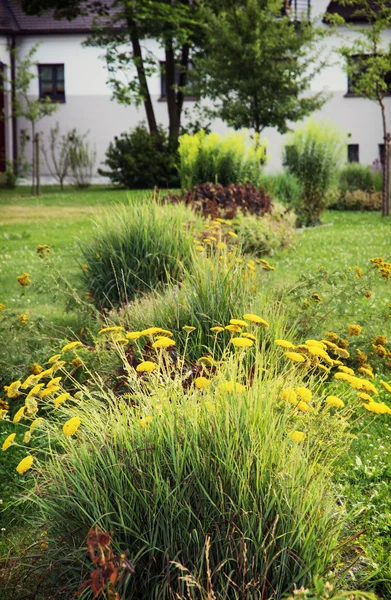 Fiori gialli in giardino — Foto Stock