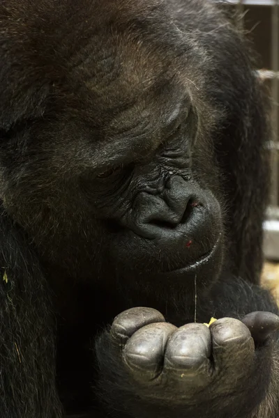 Western lowland gorilla is feeding — Stock Photo, Image