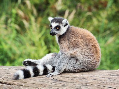 Ring-tailed lemur ağaç kütüğü üzerinde oturan