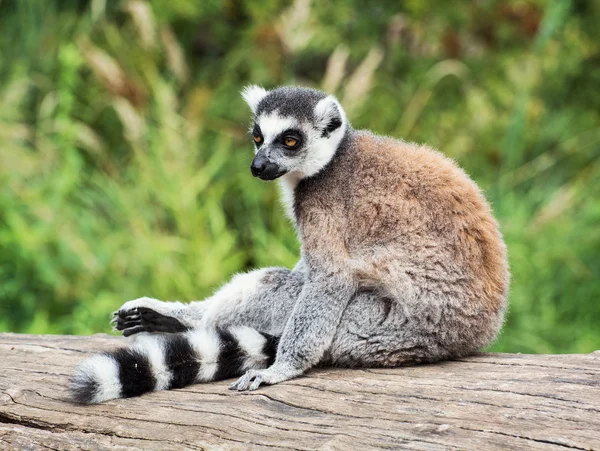 Ringelschwanzmaki sitzt auf dem Baumstumpf — Stockfoto