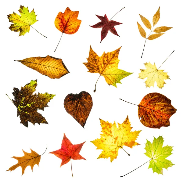 Kleurrijke herfstbladeren collage — Stockfoto