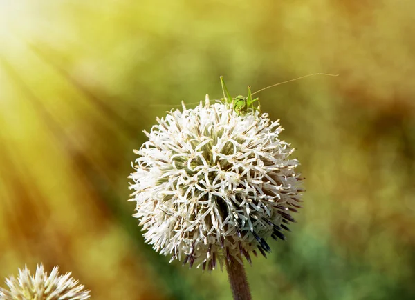 Grote ronde witte bloem met groene sprinkhaan in zonnestralen — Stockfoto