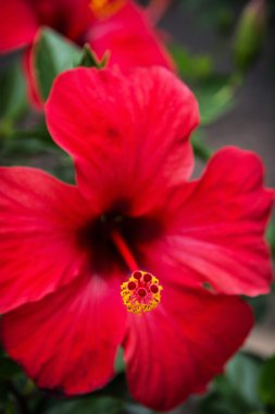 kırmızı amber çiçeği