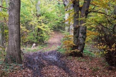 Sonbahar yaprak döken orman yolundaki hiking
