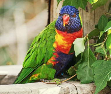 Gökkuşağı Lorikeet (Trichoglossus hematodus)