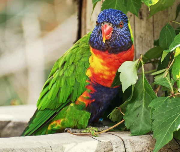 Regenbooglorikeet (Trichoglossus haematodus)) — Stockfoto