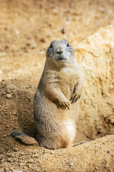 Dağ sıçanı (Marmota monax) — Stok fotoğraf