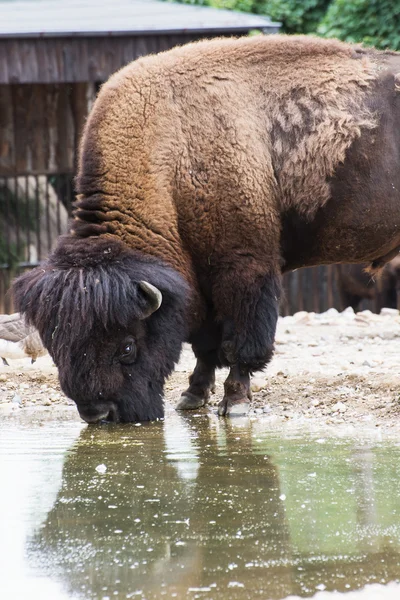 Amerikanischer bison (bison bison)) — Stockfoto