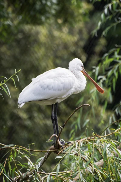 Łyżka zwyczajna (Platalea leucorodia)) — Zdjęcie stockowe