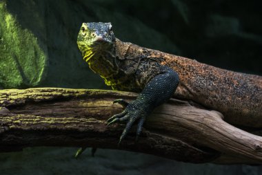 Komodo ejderhası (Varanus komodoensis)