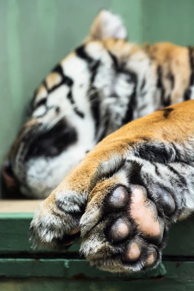 Tigre de Sumatra (Panthera tigris sumatrae) — Foto de Stock