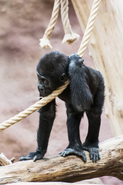 Молодая горилла Западной низменности — стоковое фото