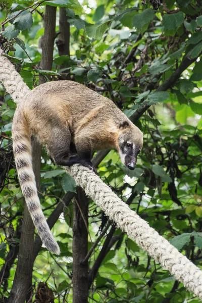 Coati ogoniasty (Nasua nasua) — Zdjęcie stockowe