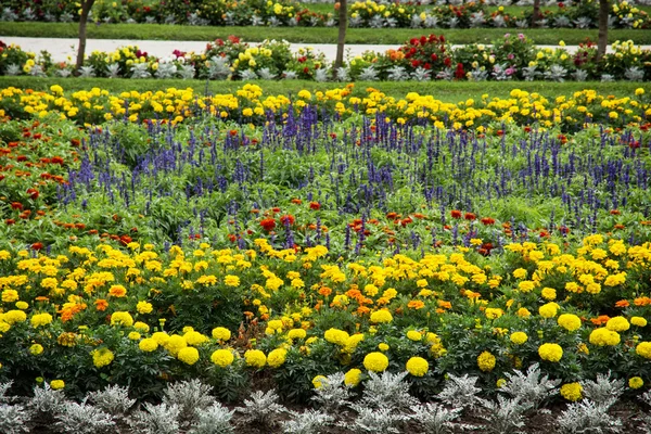 Canteiros de flores no jardim — Fotografia de Stock