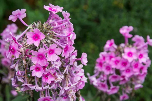 Phlox paniculata virágok — Stock Fotó