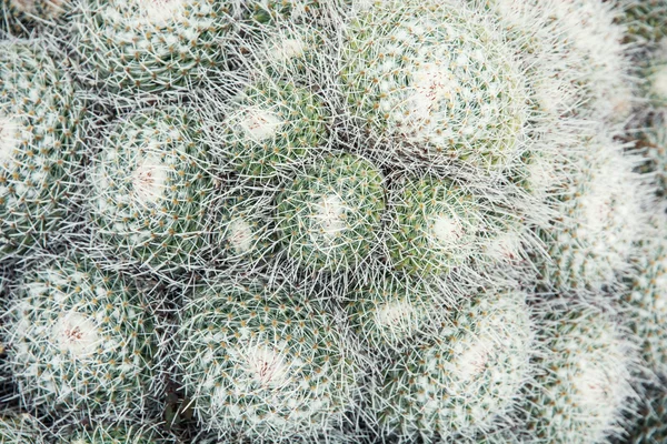 Mammillaria geminispina — Φωτογραφία Αρχείου