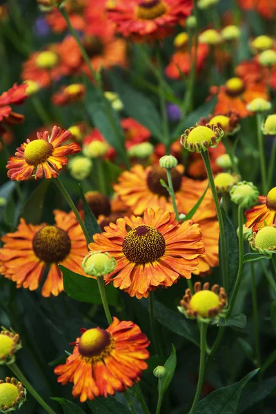 Alant hybridum bloemen — Stockfoto