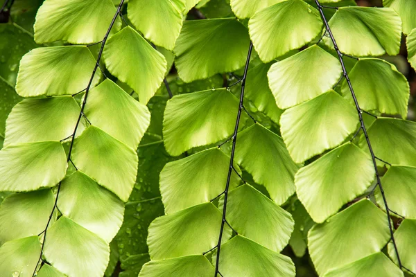 Красива тропічна зелена рослина — стокове фото