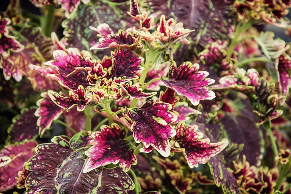Begonia plant — Stockfoto