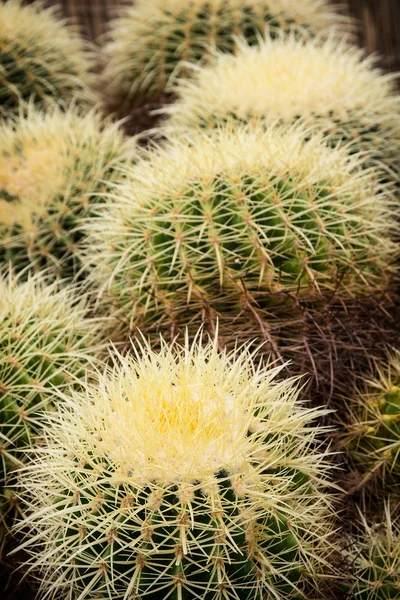 Piante da echinocactus — Foto Stock