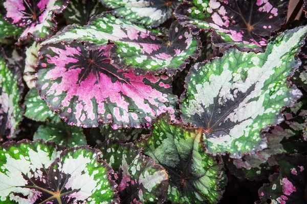 Begonia rex — Foto de Stock