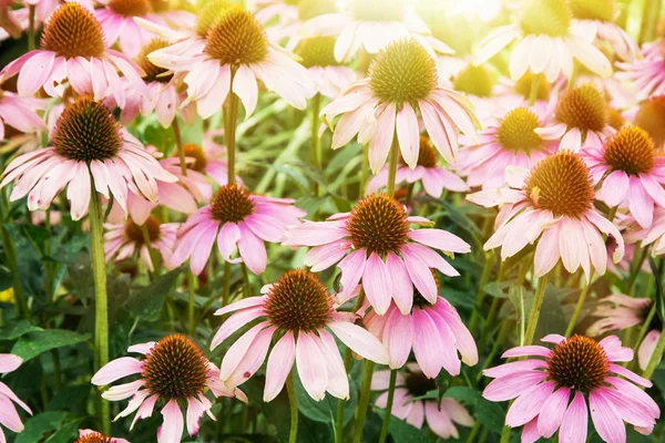 Krásné květiny Echinacea — Stock fotografie