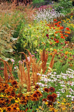 Güzel çayır çeşitli çiçeklerle kaplı