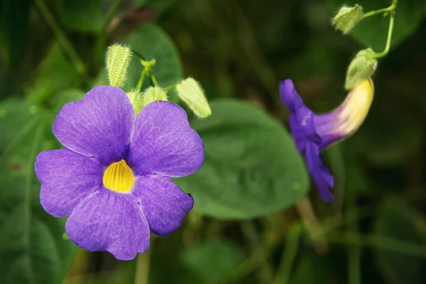 Achimenes, modré květy — Stock fotografie