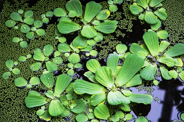 Plantas de água verde em forma de círculos — Fotografia de Stock