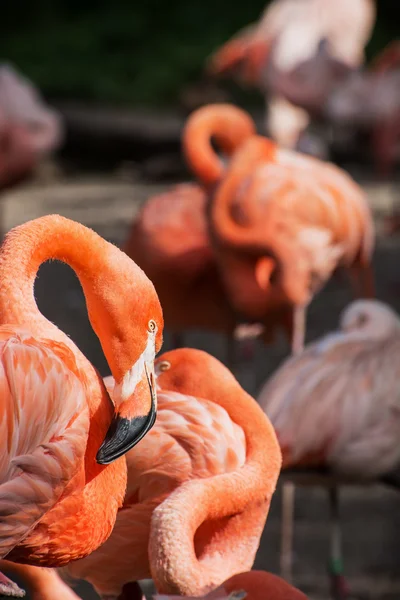 American flamingo (Phoenicopterus ruber) — Stock Photo, Image