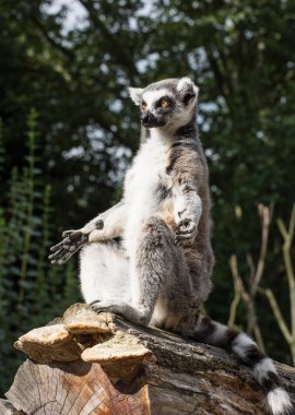 Bir Ring-tailed lemur (Lemur catta) ısıtılır