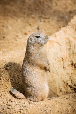 Groundhog is standing by the pit and watching surroundings clipart