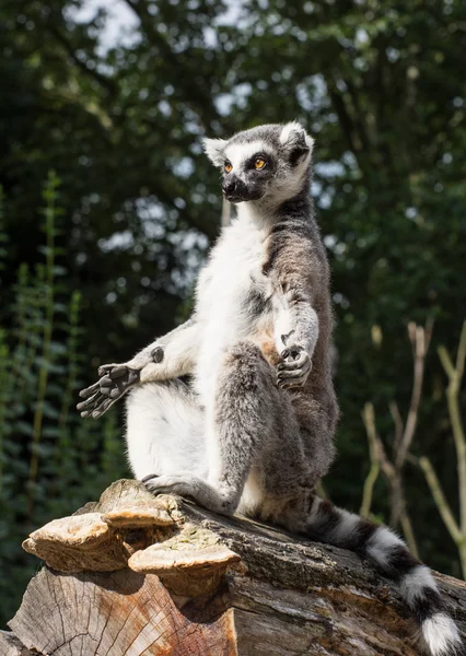 Bir Ring-tailed lemur (Lemur catta) ısıtılır