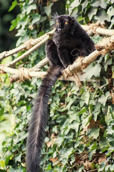 Lémure-preto (Eulemur macaco ) — Fotografia de Stock