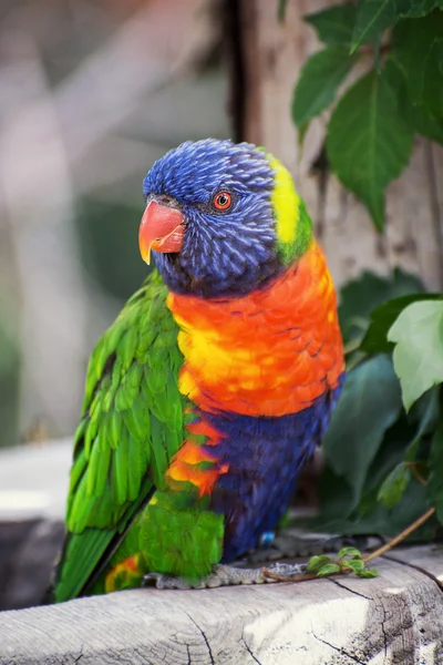 Loriquet arc-en-ciel (Trichoglossus haematodus) perché — Photo