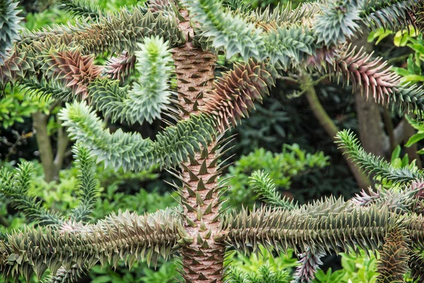 Maymun kuyruk ağaç (Araucaria araucana)