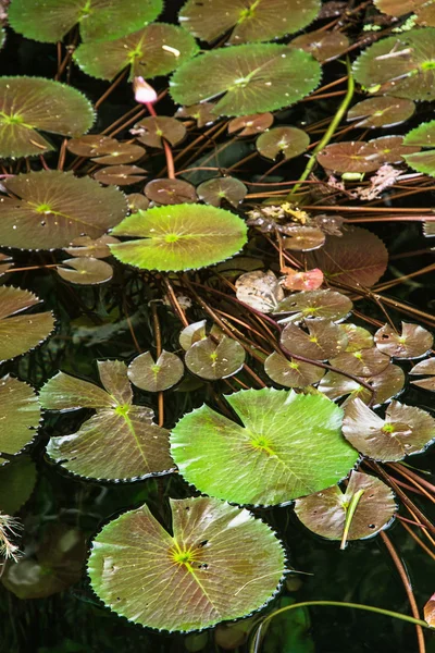 Lindos lírios de água verde na água escura — Fotografia de Stock