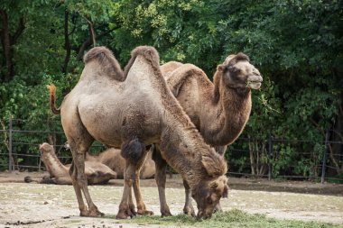 Asya develeri besleme