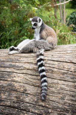 Ağaç gövdesi üzerinde oturan ring-tailed Maki