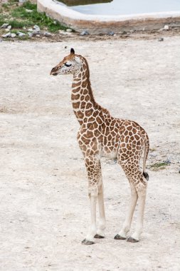 Baby giraffe clipart