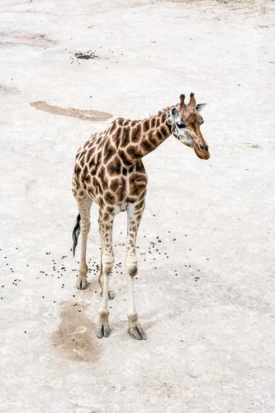Une girafe de Rothschild — Photo
