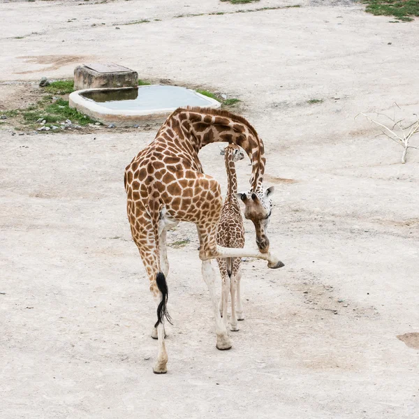 Giraff med cub vid vattenhål — Stockfoto